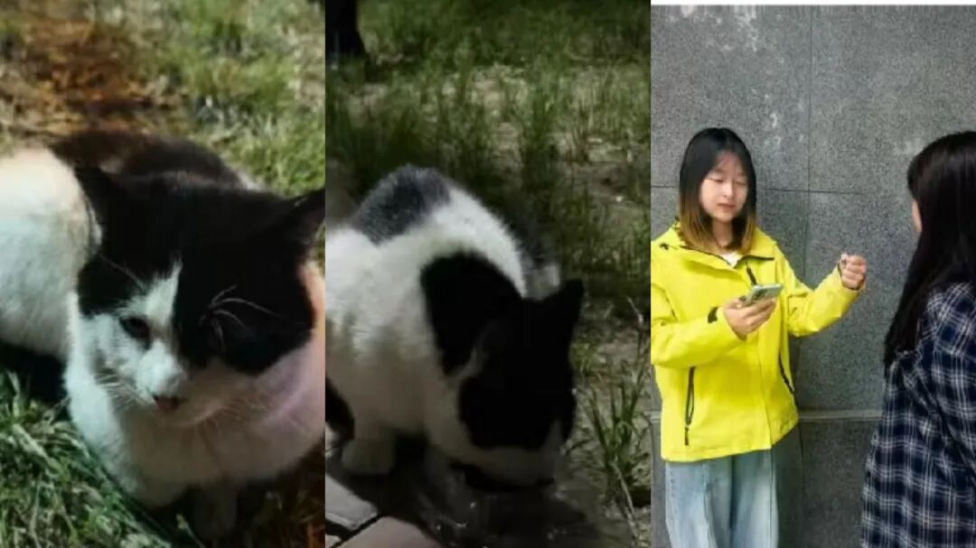 倾听同学们与萌宠相处的治愈心声